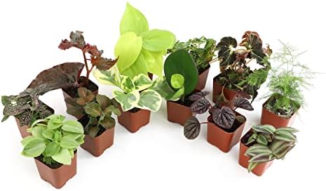 Altman Plants Live Houseplants (12PK), Indoor Plants for Delivery Prime, Live Plants and Gardening Gifts for Plant Lovers, Planters for Indoor Plants with Potting Soil, Live House Plants Indoors Live by AltmanPlants