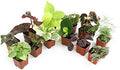Altman Plants Live Houseplants (12PK), Indoor Plants for Delivery Prime, Live Plants and Gardening Gifts for Plant Lovers, Planters for Indoor Plants with Potting Soil, Live House Plants Indoors Live by AltmanPlants