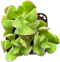 Sprout N Green Tree Stonecropin Live Succulent Plant Sedum dendroideum by SproutNGreen