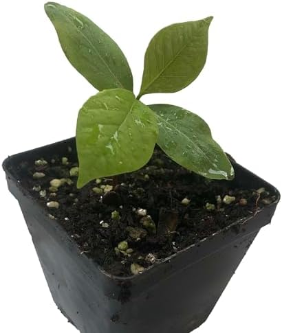 Organic Button Bush (Cephalanthus occidentalis) Live Perennial, Native Plant in 2.5 inch Pot - Pollinator Plant by SmokeCampCrafts