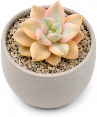 3 PCS Graptopetalum bernalense 'Variegata' Bare Root Succulent Live Plants by THEONEBLOOM
