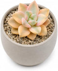 3 PCS Graptopetalum bernalense 'Variegata' Bare Root Succulent Live Plants by THEONEBLOOM
