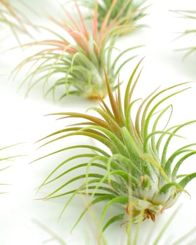 Shop Succulents Ionantha Tillandsia Air Plants, Assorted Mini Live Indoor Plants for Home Decor & Gifts, Low Maintenance, Natural Air Purifier, Hanging Plants, Favors, Terrarium Plants, Pack of 100 - Image 4