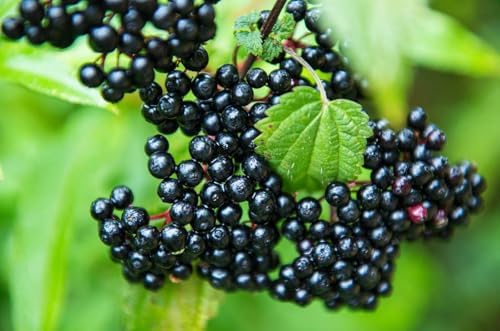 Elderberry Plants Live, Black American Sweet Elderberry Bush, 6-12 Inches Height, 2 Pack - Image 2