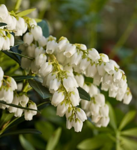 Mountain Snow Pieris (2 Gallon) Blooming Evergreen Shrub with White Flowers - Part Shade to Shade Live Outdoor Plant - Image 4