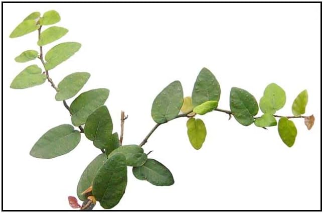 Creeping Fig Live Plants (5-9") - Pack of 2 (Two) - Ficus pumila Climbing Vine - Fast Growing Wall Coverage - Indoor Terrarium & Outdoor Garden - Self-Adhering Evergreen Foliage - Image 3