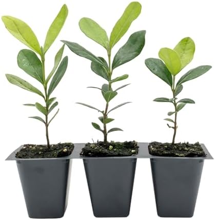 3 Pineapple Guava (Feijoa) Trees | Live Saplings in 2.5-inch Nursery Cubes | Feijoa Sellowiana Variety | Drought-Tolerant Fruit-Bearing Trees and Shrubs | Tropical Ornamental Charm for Home and Garden by CitronellaKing