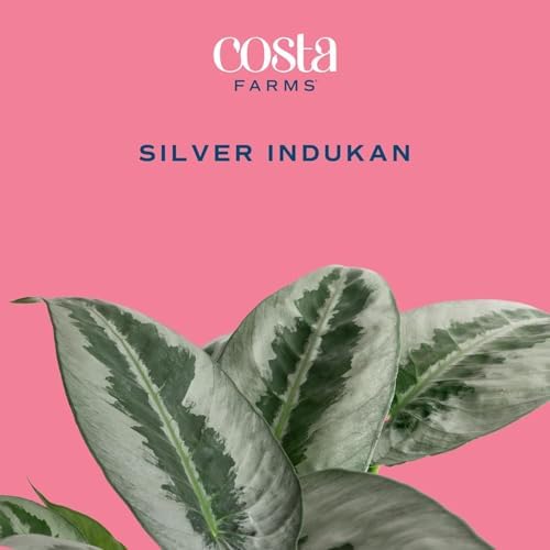 Costa Farms Silver Indukan, Live Indoor Plant, Easy Care, Home Decor - Image 3