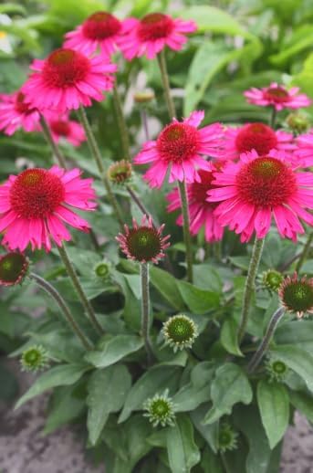 Delicious Candy Coneflower Live Plant – Echinacea purpurea – Fuchsia Pink Pom-Pom Flowers – Hardy Native Perennial – Pollinator Friendly – 2.5 Inch Pot - Image 5