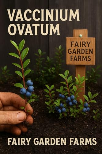 2 Medium (6-10") Live Huckleberry Plants Super Sweet Berry Bush Trees huckleberries just sprouted in Little 4" pots, Vaccinium ovatum Please See Pictures Before Ordering. - Image 3