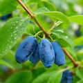 Boreal Blizzard Honeyberry (Haskap) Shrub - 6-12" Tall Live Plant by Unknown