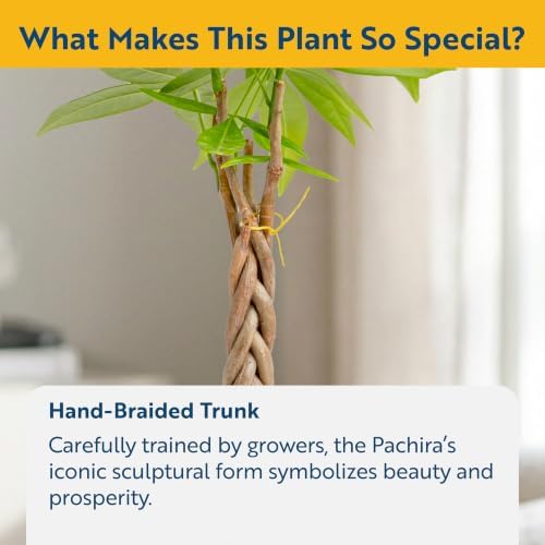 Costa Farms Money Tree, Live Indoor Plant, Braided Trunk, Easy Care - Image 3