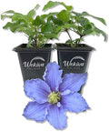 Clematis Will Goodwin - 2 Live Starter Plants in 2 Inch Growers Pots - Starter Plants Ready for The Garden - Rare Clematis for Collectors by WekivaFoliage