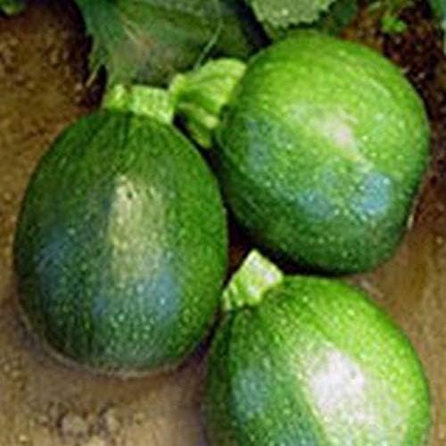 Summer Squash Seeds - 'Round Zucchini' Unusual!!! TASTY!!!!!!!!!(200 - Seeds) - Image 3