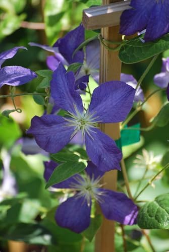 Perennial Farm Clematis 'Jackmanii' Hybrid – Live Flowering Vine in 4 Quart Container, Large Deep Purple Blooms, Vigorous Grower, Long Blooming, Ideal for Trellises, Fences & Garden Arches - Image 6