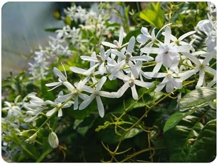White Queens Wreath Sandpaper Bluebird Vine -Petrea volubilis 'Alba' - Live Plant - Hanging Flower Clusters - 6-8 Inches Tall - 4 Inch Pot by EmeraldGoddessGardens