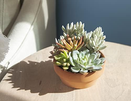 Live Succulents Assortment in Clay Pot, Garden Succulent Planter, Unique Gardening Gifts for Plant Lovers, Live Succulent Plants Live Plants, Live Succulents Plants Live Houseplants by Plants for Pets - Image 4