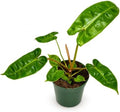 Rare Philodendron Billietiae Live Plant - Fully Rooted Indoor Houseplant by NYCitySucculents
