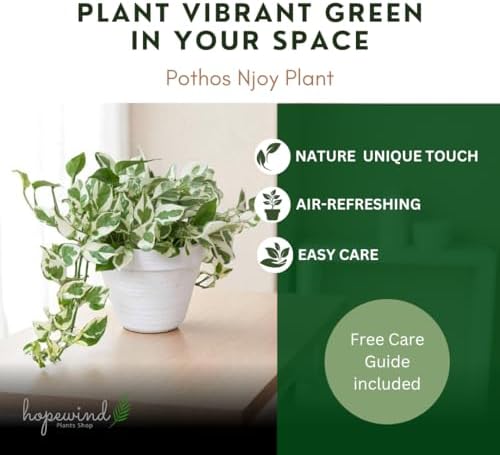 Pothos N’Joy Live Indoor Plant, 4 inch Pot, Variegated White and Green Leaves - Easy to Care for - Perfect for Indoor and Outdoor Home Decor, Office, and Gift- Pot Included - Image 5