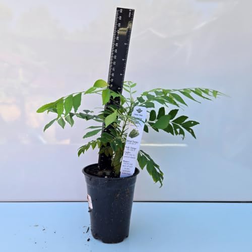 Daisy Ship Curry Leaf Fast-Growing - 1 x 4 inch Cup - Image 2