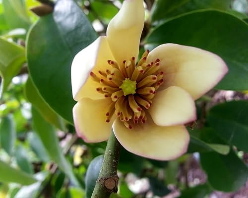 Banana Bush - Magnolia figo - Live Plant - Fragrant Pastel Yellow Pink Flower - Emerald Goddess Gardens - Starter Sz 4 Inch Pot by EmeraldGoddessGardens