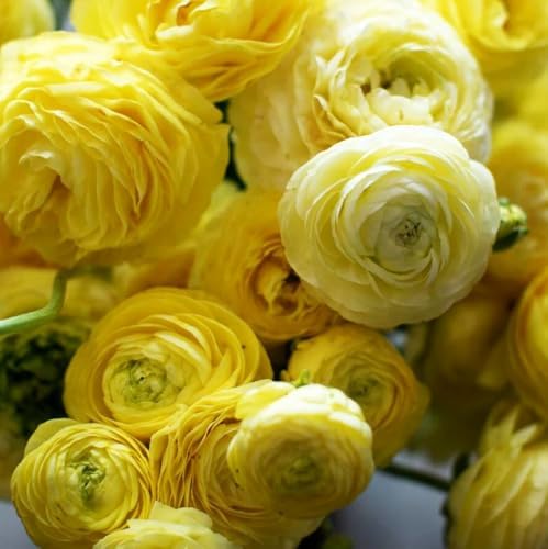 Yellow Peony Ranunculus Bulbs- Persian Buttercup -10 Corms Bulbs Perennia - Image 6