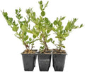 6 Green Carpet Natal Plum in 3.5" Nursery Cubes | Carissa ‘Green Carpet’ | Low-Growing Evergreen Groundcover for Landscapes, Slopes & Borders | Live Starter Plants by CitronellaKing