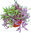 Live Succulent 4" Othonna Capensis Ruby Necklace, Succulents Plants Live, Succulent Plants Fully Rooted, House Plant for Home Office Decoration, DIY Projects, Party Favor Gift By The Succulent Cult by TheSucculentCult