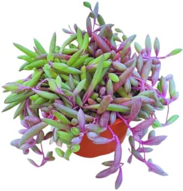 Live Succulent 4" Othonna Capensis Ruby Necklace, Succulents Plants Live, Succulent Plants Fully Rooted, House Plant for Home Office Decoration, DIY Projects, Party Favor Gift By The Succulent Cult by TheSucculentCult