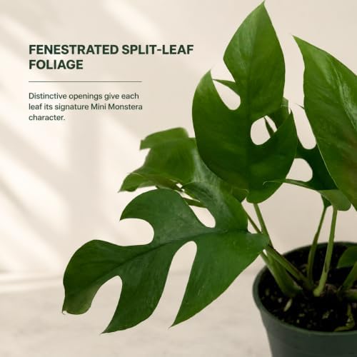 Mini Monstera Live Plant, 4 Inch Rare Rhaphidophora Tetrasperma - Image 4