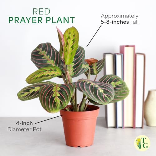 Live Red Prayer Plant, Pet Friendly, Easy to Grow, 4" Diameter Pot - Image 7