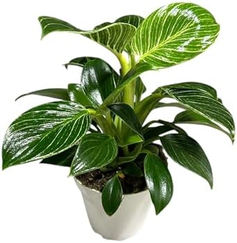 Philodendron Live Plant, Air Purifying, Easy Care, Easy to Grow, Rare Variety, Live Indoor Plant, 4 inch Pot (Philodendron Birkin) by hopewindplants