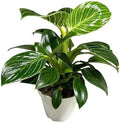 Philodendron Live Plant, Air Purifying, Easy Care, Easy to Grow, Rare Variety, Live Indoor Plant, 4 inch Pot (Philodendron Birkin) by hopewindplants