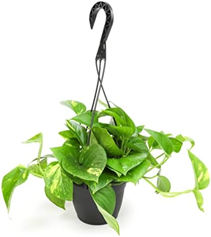 Golden Pothos Plant Live in Hanging Planter Pot Live by Plants for Pets, 1 Count - Image 6