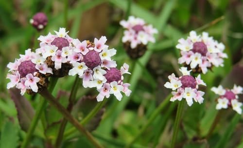 Frogfruit 32 Live Plants (Phyla nodiflora) – Native Groundcover for Pollinator Gardens & Lawn Alternative, Low Growing Perennial, Drought Tolerant, Full Sun Landscaping Plant by MyHomePark