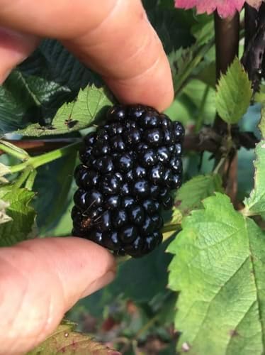 Arkansas Prime BlackBerry Live Plant (5-9" Tall) – Primocane Fruiting Berry Bush – Zones 6-9 – Two Harvests Per Year – Upright Rubus Starter for Patio or Garden – Sweet & Thornless - Image 3
