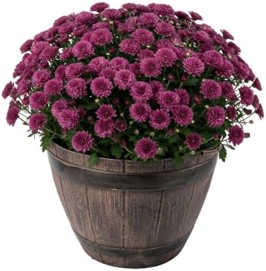 Chrysanthemum (Whiskey Barrel Deco Pot), Purple Blooms, Live Fall Flowering Perennial, 15" Tall by 12" Wide in 3 Qt Pot by TheThreeCompany