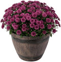 Chrysanthemum (Whiskey Barrel Deco Pot), Purple Blooms, Live Fall Flowering Perennial, 15" Tall by 12" Wide in 3 Qt Pot by TheThreeCompany