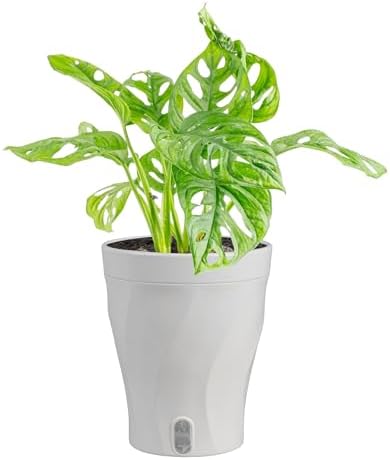 Costa Farms Monstera, Live Indoor Plant, Tropical Plant, Home Decor by Unknown