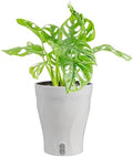 Costa Farms Monstera, Live Indoor Plant, Tropical Plant, Home Decor by Unknown