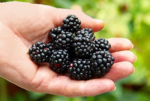 Ponca BlackBerry Plants Pack of 2 - (5-9" Tall) – Sweetest Thornless Live Berry Bushes – Cold Hardy Zones 5-9 – Self-Supporting Rubus Starter for Patio Containers or Outdoor Gardens – High Yield by Unknown