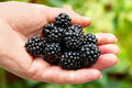 Ponca BlackBerry Plants Pack of 2 - (5-9" Tall) – Sweetest Thornless Live Berry Bushes – Cold Hardy Zones 5-9 – Self-Supporting Rubus Starter for Patio Containers or Outdoor Gardens – High Yield by Unknown
