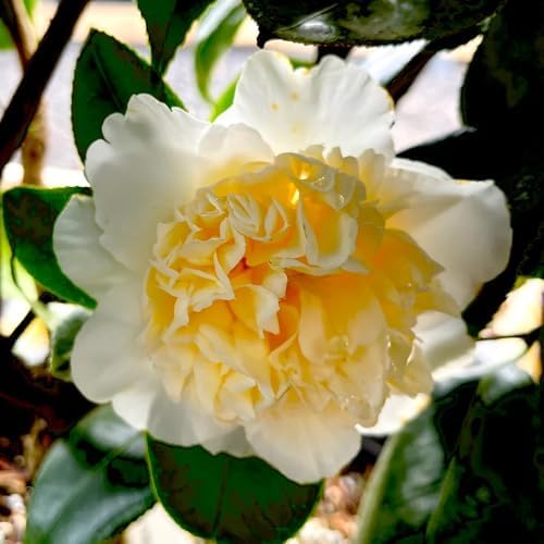 20+ Mixed Camellia Seeds for Planting,Cold Hardy Ornamental Camellias Seeds Non-GMO Heirloom,Evergreen Flowering Shrub Seed for Garden Home Outdoor - Image 4