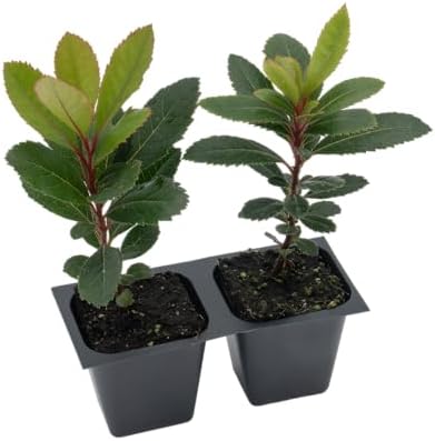 2 Arbutus Unedo Live Strawberry Tree Plants – Sweet Resilient Beauty, Thriving in 2.5" Nursery Cubes - Image 5