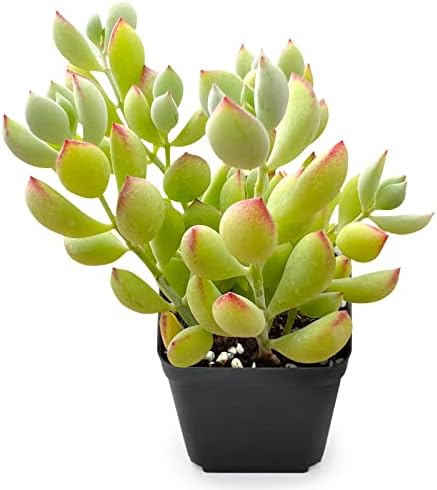 Sprout N Green Cotyledon Pendens Live Succulent Plant by SproutNGreen