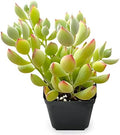 Sprout N Green Cotyledon Pendens Live Succulent Plant by SproutNGreen