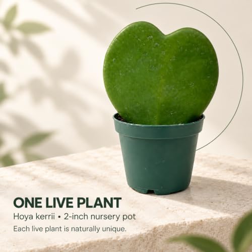 Hoya Heart Kerri Live Plant 2 inch Pot - Heart Succulents Plants Live - Image 6