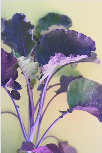 Purple Tree Kale Live Plant in Pot – Tree Collard Perennial Vegetable, 10-20 Year Lifespan - Rare Edible Ornamental, Cold Hardy Cut-and-Come-Again Kale, Fast Growing to 6–10 Ft - Image 2