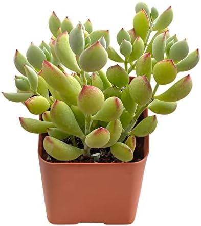 Sprout N Green Cotyledon Pendens Live Succulent Plant - Image 2