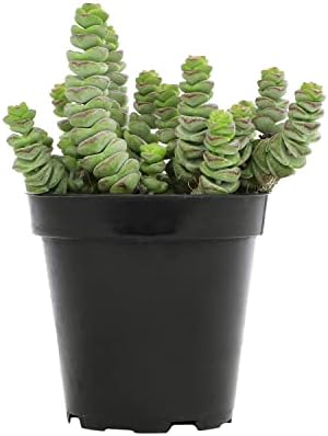 Altman Plants 3.5" Crassula Baby Necklace, Succulent Plants Live Succulents Plants Live Indoor Plants Live Houseplants Live Indoor House Plants Indoors Live Plants Outdoor Plants Live Succulent Plants - Image 6